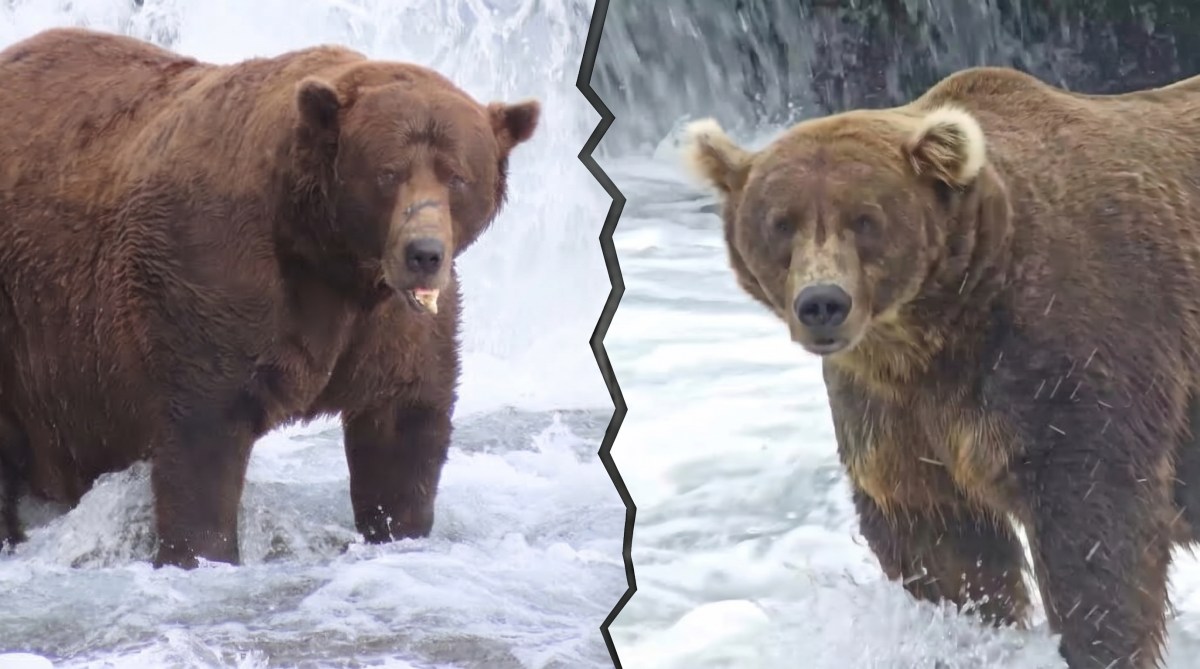 The Fat Bear Week 2026 bracket is here and chunkier than ever