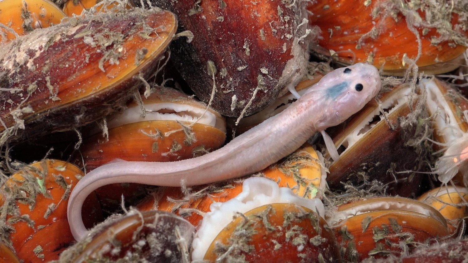 An eelpout (Pachycara caribbaeum) lies on a bed of chemosynthetic mussels (Gigantidas childressi) off the coast of Trinidad and Tobago. Ninety-three percent of Trinidad and Tobago lies below recreational scuba depths, placing its largest ecosystems in the mesophotic zone (between 30 and 199 meters) and the deep ocean. The geological setting of the two islands is ideal for supporting chemosynthetic habitats.