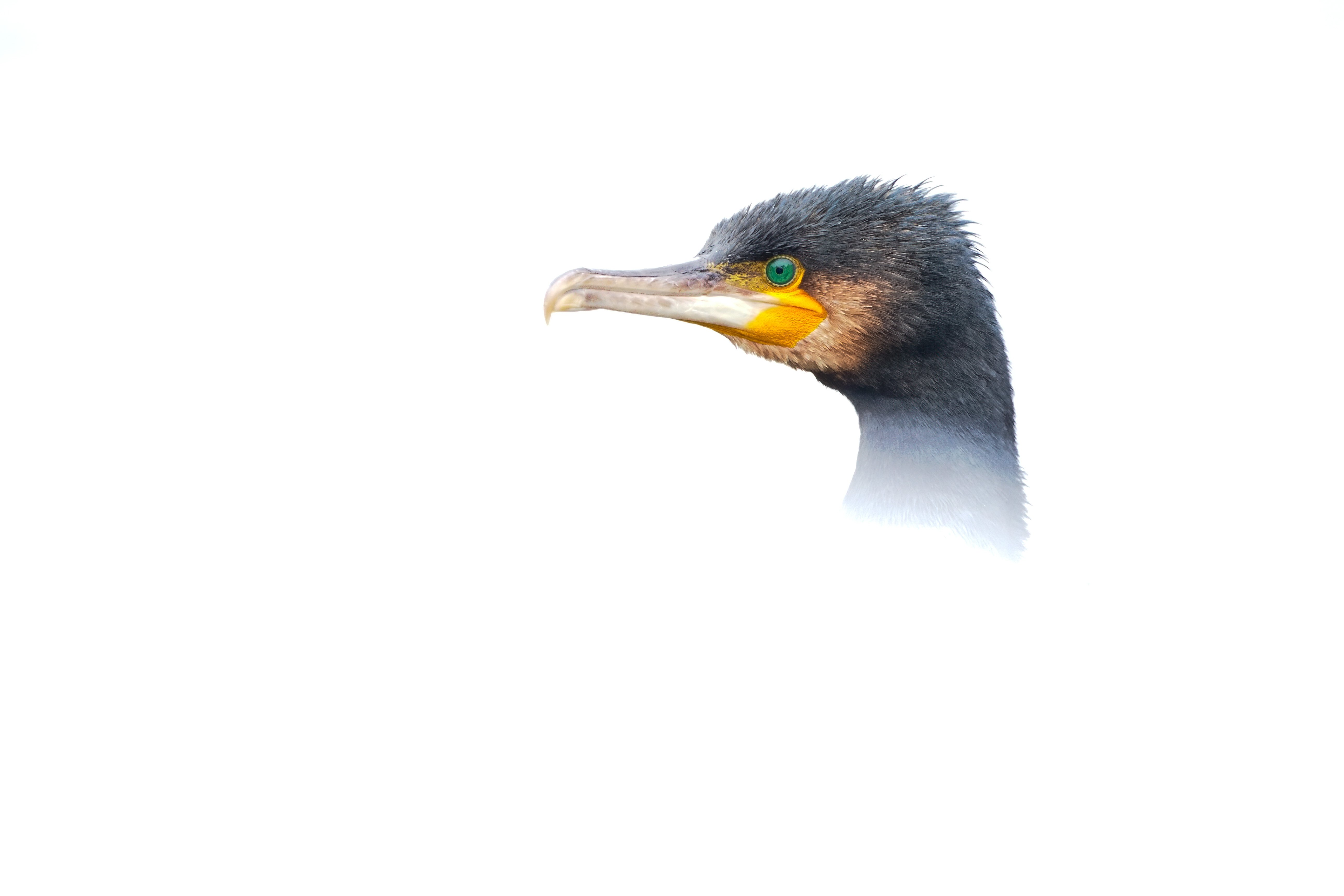 bird head against white background
