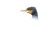 bird head against white background
