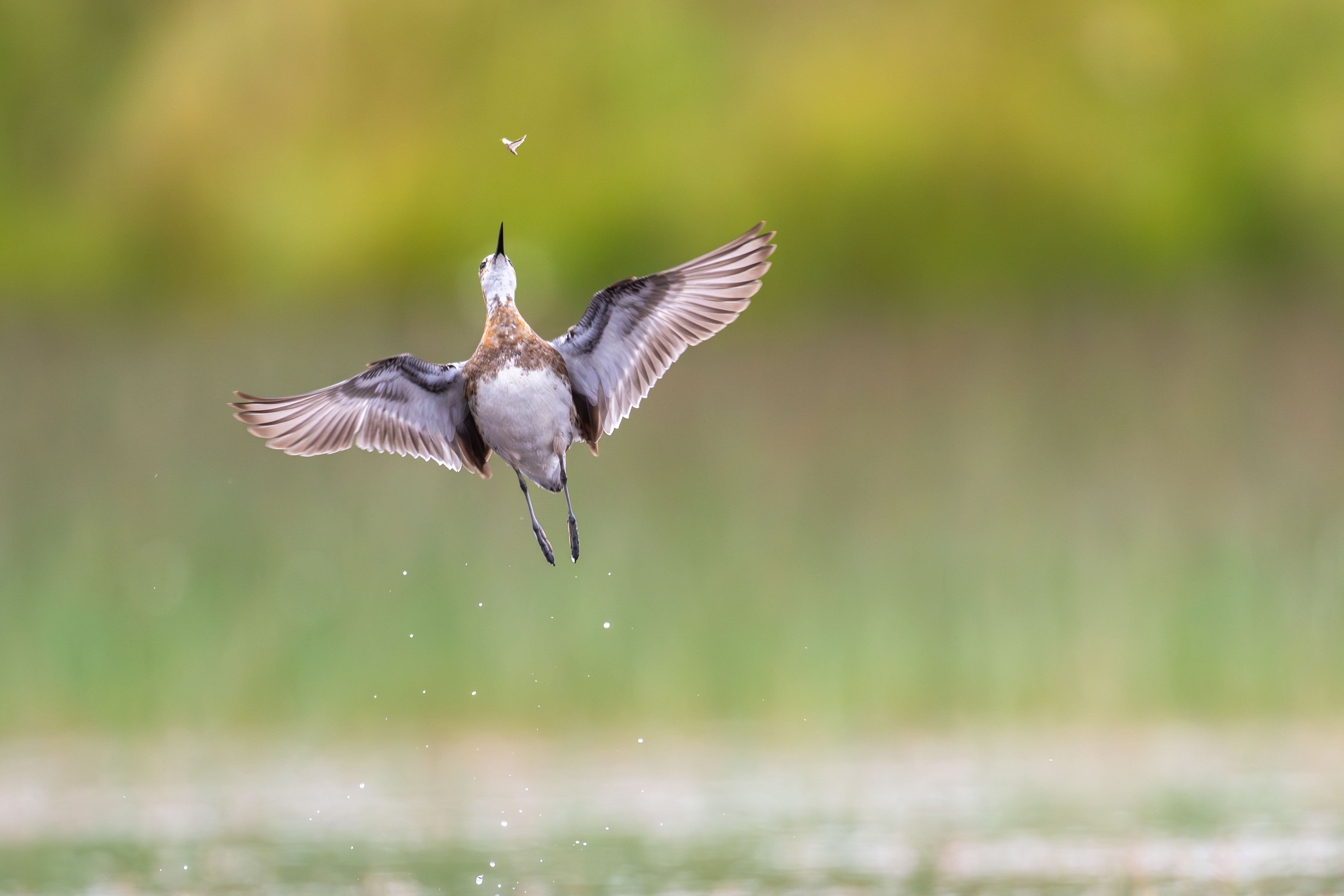 bird chases moth