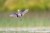 bird chases moth