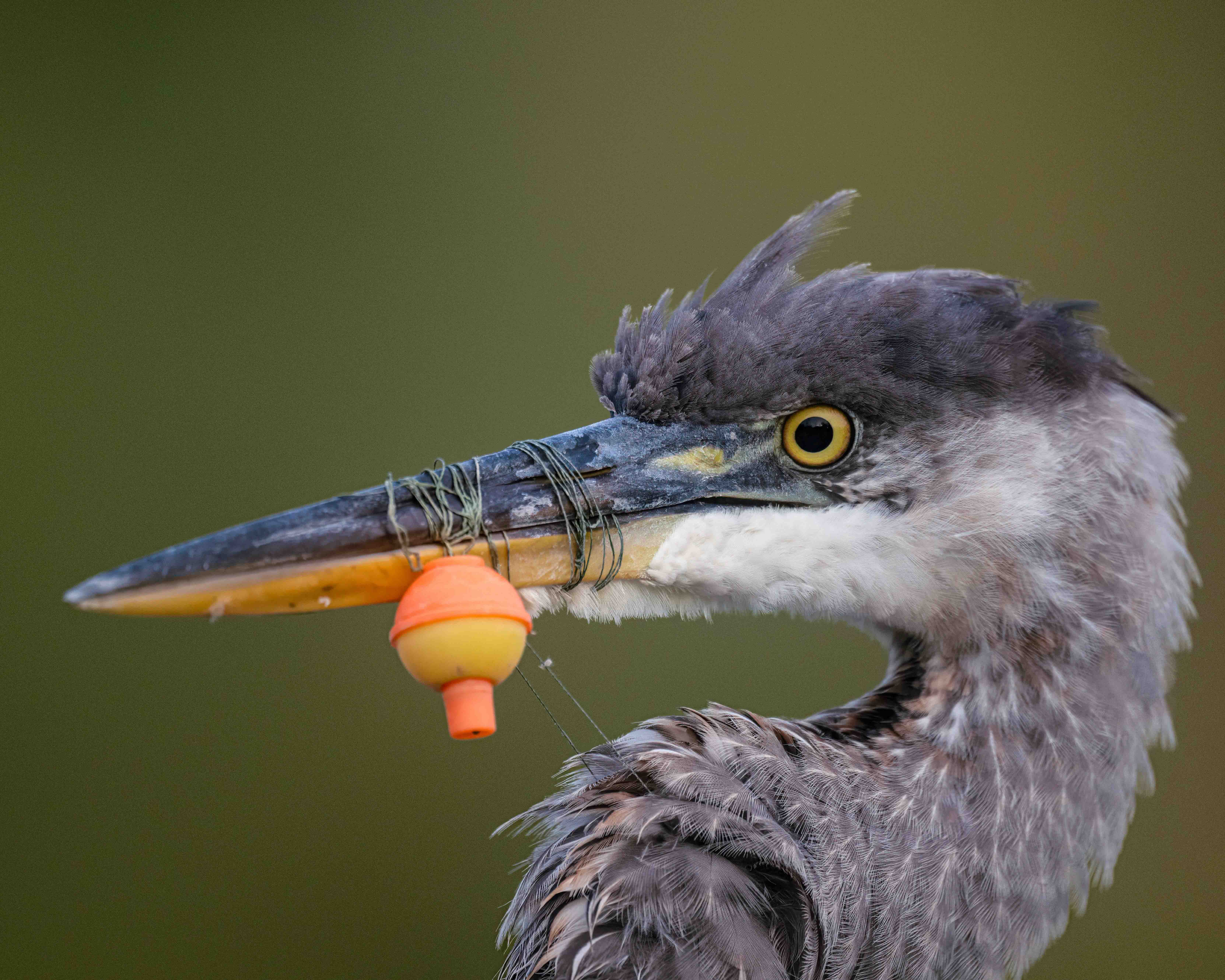 a bird with fishing line wrapped around its beak