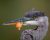 a bird with fishing line wrapped around its beak