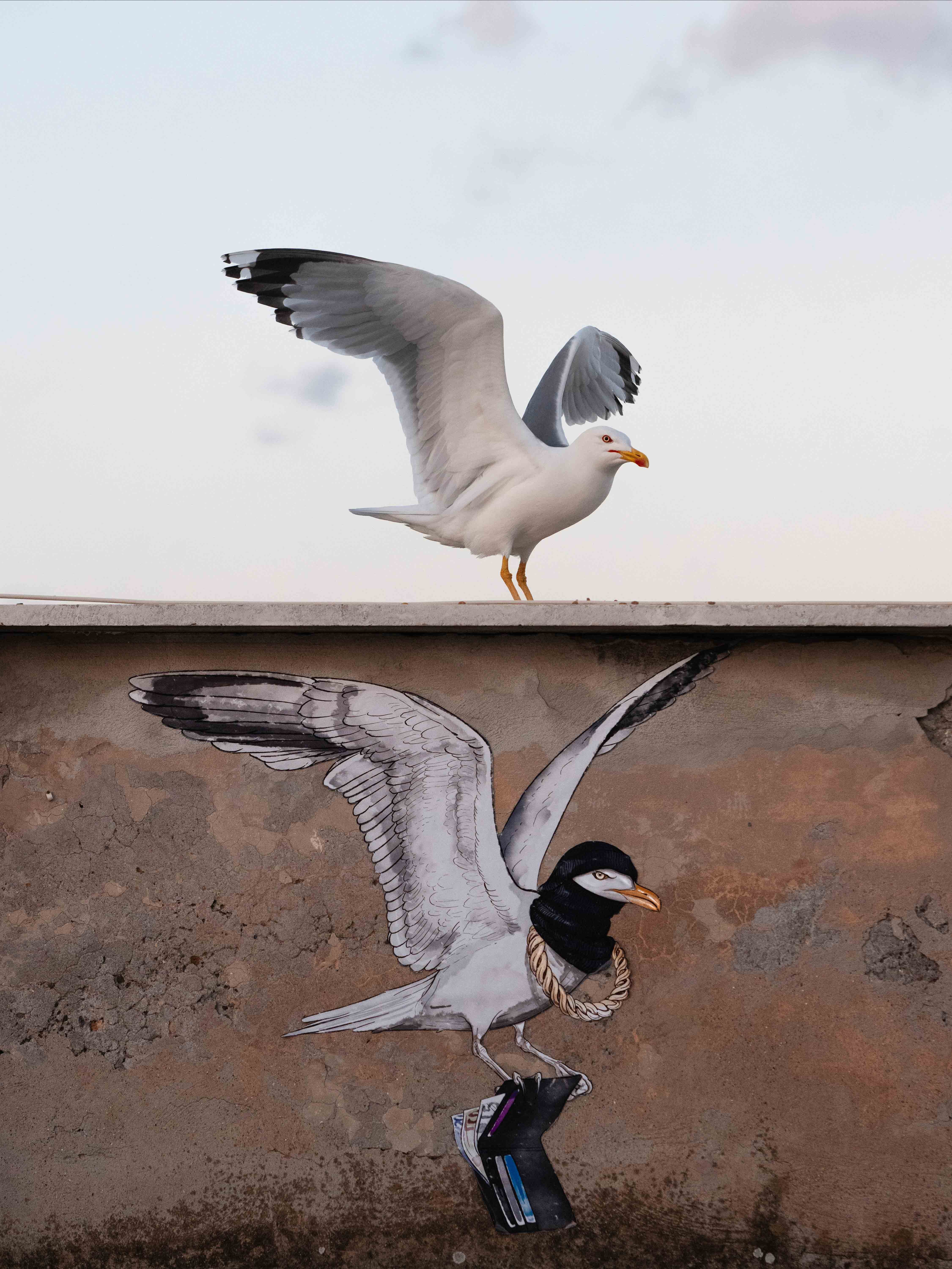 a yellow-legged seagull in Rome with drawing of gull