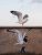 a yellow-legged seagull in Rome with drawing of gull
