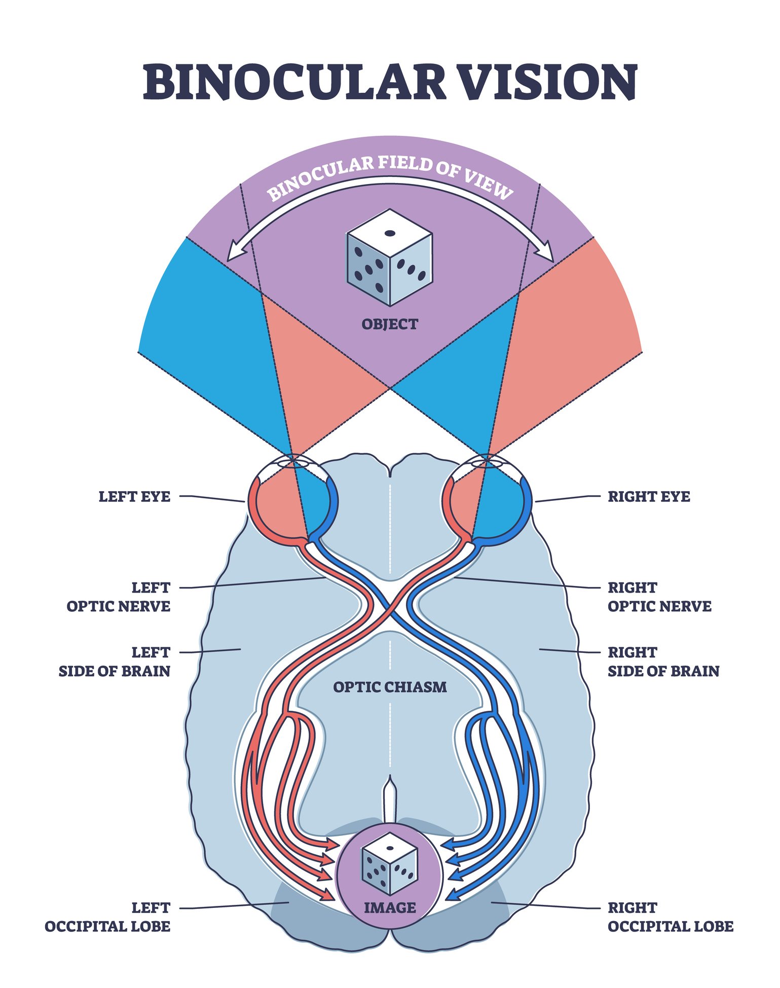Binocular vision type explanation with anatomical nerve pathway outline diagram. Labeled educational optic view principle with occipital lobe, brains, nerve and eye seeing object vector illustration.