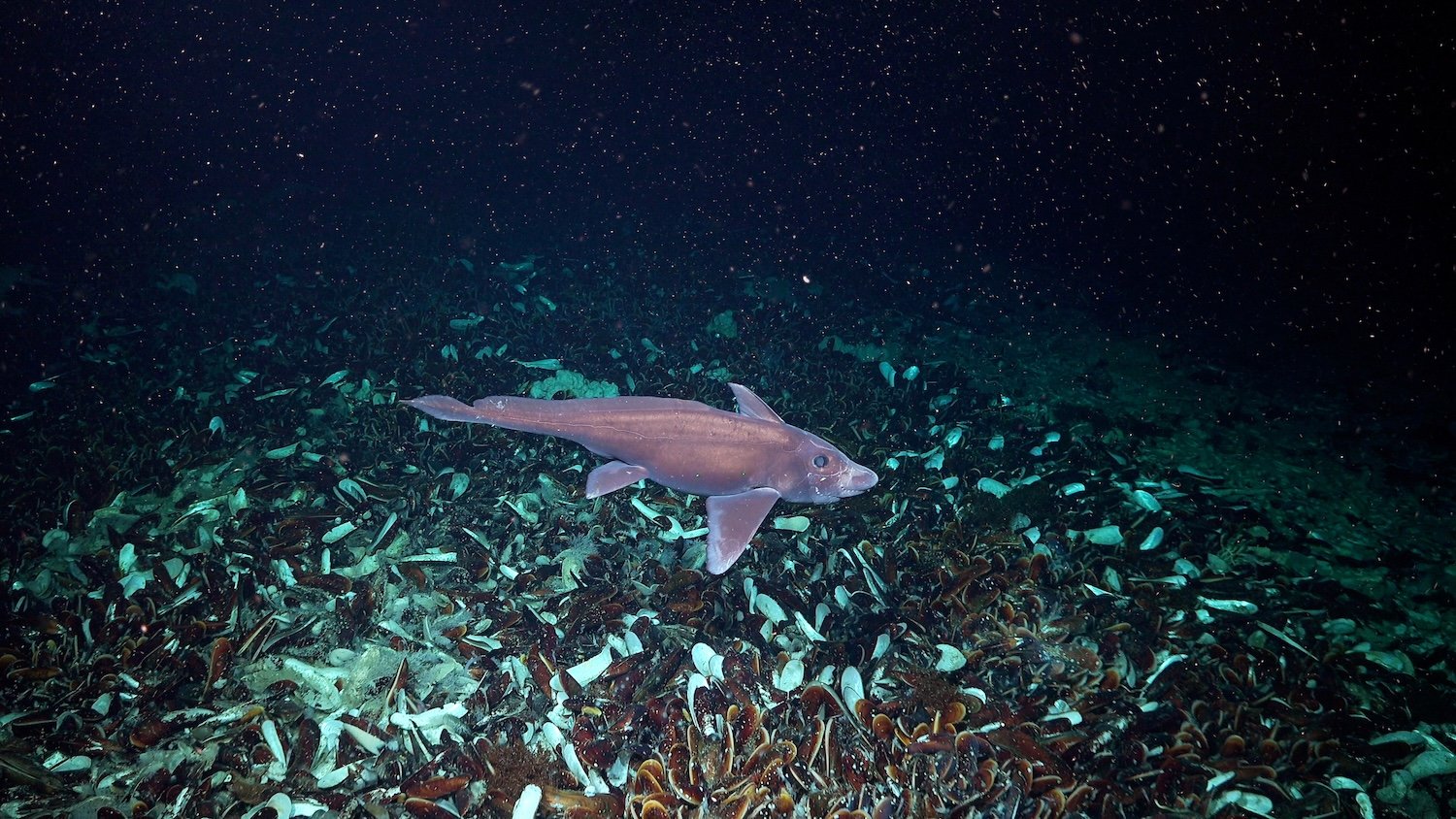 A chimaera, or ghost shark, swims near a cold seep at a depth of 2,355 meters. Scientists discovered 25 cold seeps during the recent deep-sea expedition. Unlike sunlight-dependent ecosystems, marine life near these seafloor fissures relies on chemosynthetic energy generated by gas escaping from the Earth's surface. Photo credit: ROV SuBastian / Schmidt Ocean Institute Usage: Available via creative commons Attribution-NonCommercial-ShareAlike CC BY-NC-SA https://creativecommons.org/licenses/by-nc-sa/4.0/