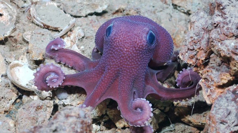 A Graneledone octopus, a suspected new species, moves across the seafloor during a deep-sea ocean expedition off the coast of Trinidad and Tobago. This species was first observed during an expedition Dr. Diva Amon (SpeSeas) participated in 2014, but was not confirmed or collected until this mission. Researchers made dozens of other discoveries on the trip, including at least 20 suspected new species, three of which may be new genera.