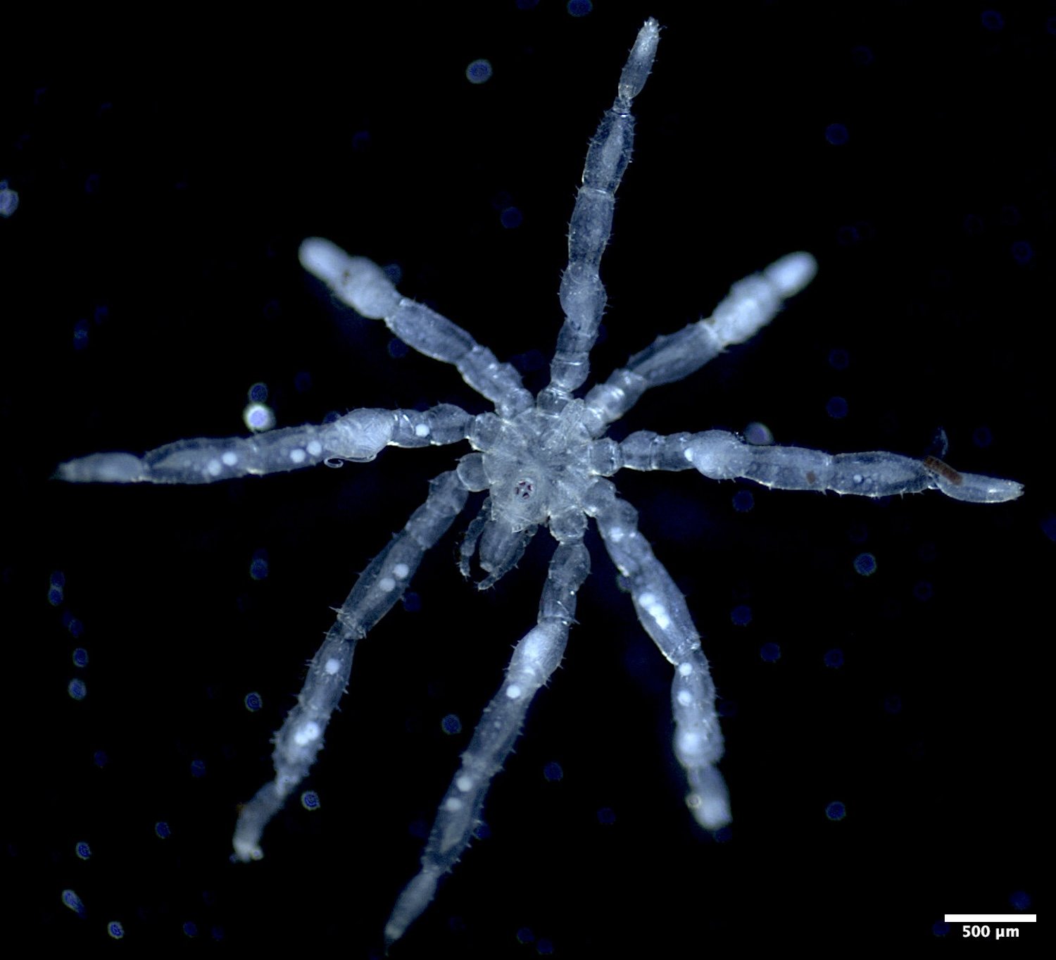 Close up of translucent sea spider