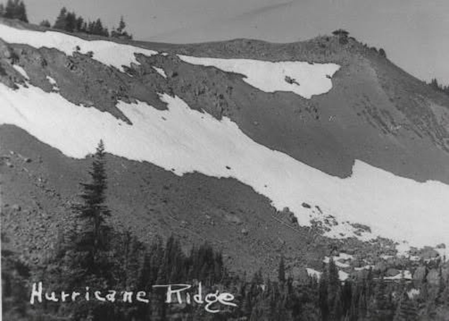 Hurricane Ridge black and white photo from Olympic National Park