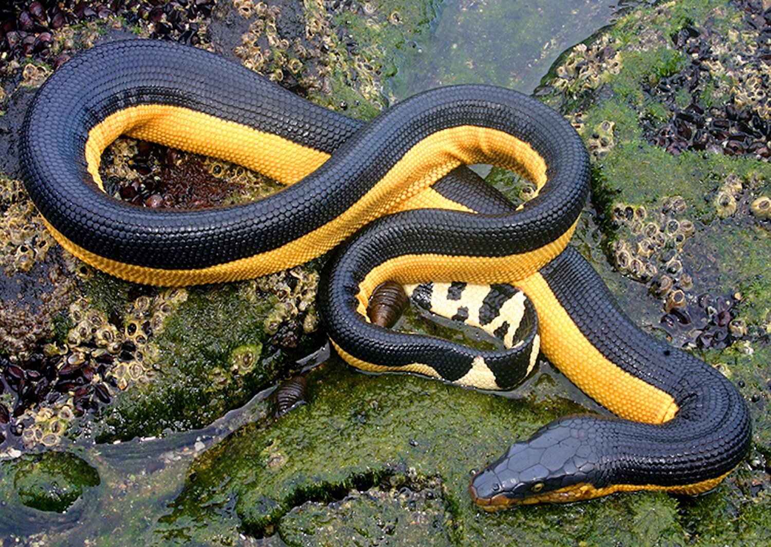 Yellow-bellied sea snake on shoreline rocks