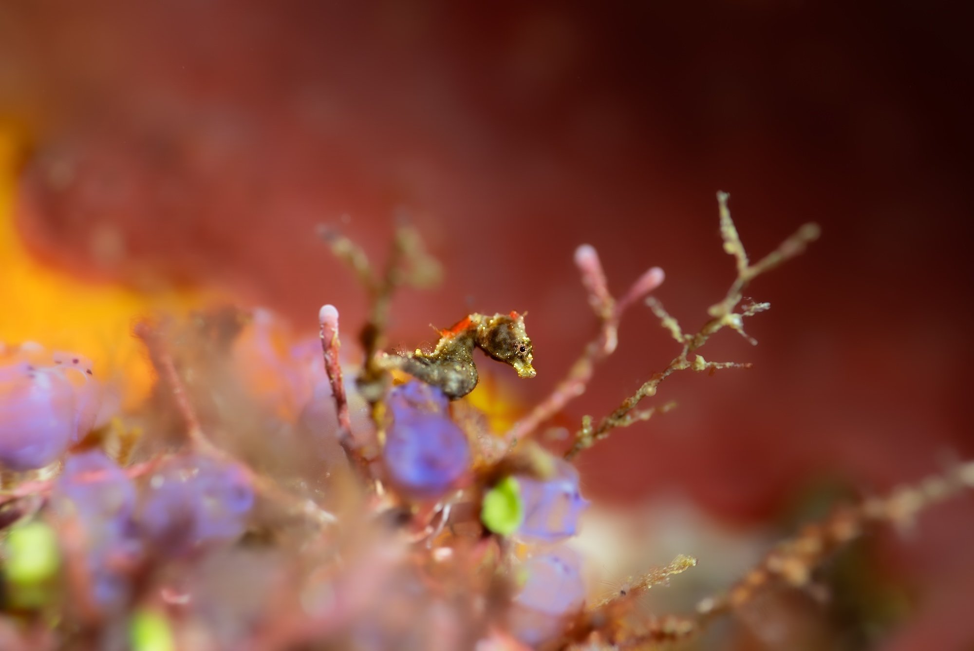 A pygmy seahorse clings to a delicate hydroid in the reefs