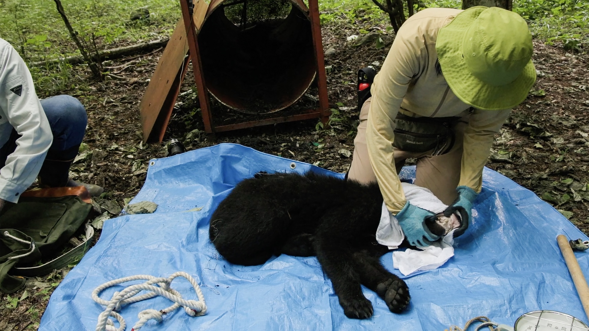 Japan's continuing bear problems can't be solved by culling alone
