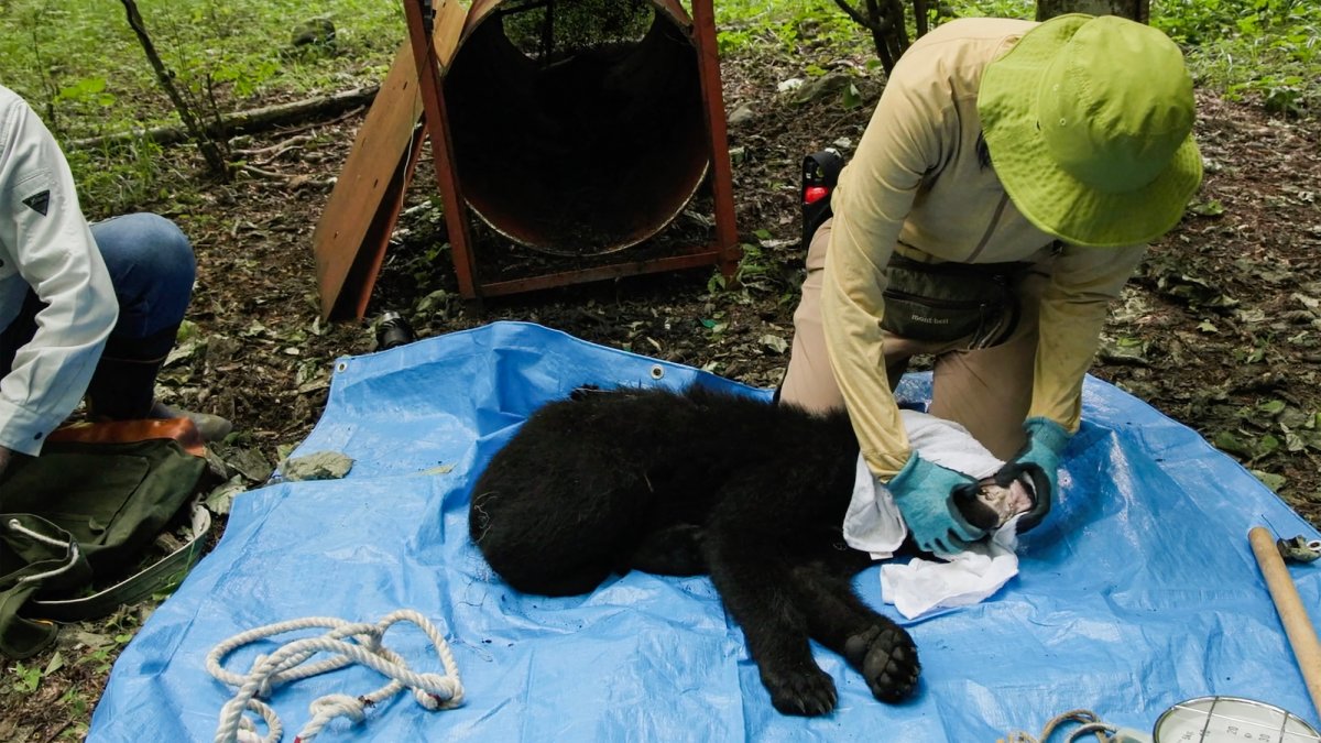 Japan's continuing bear problems can't be solved by culling alone