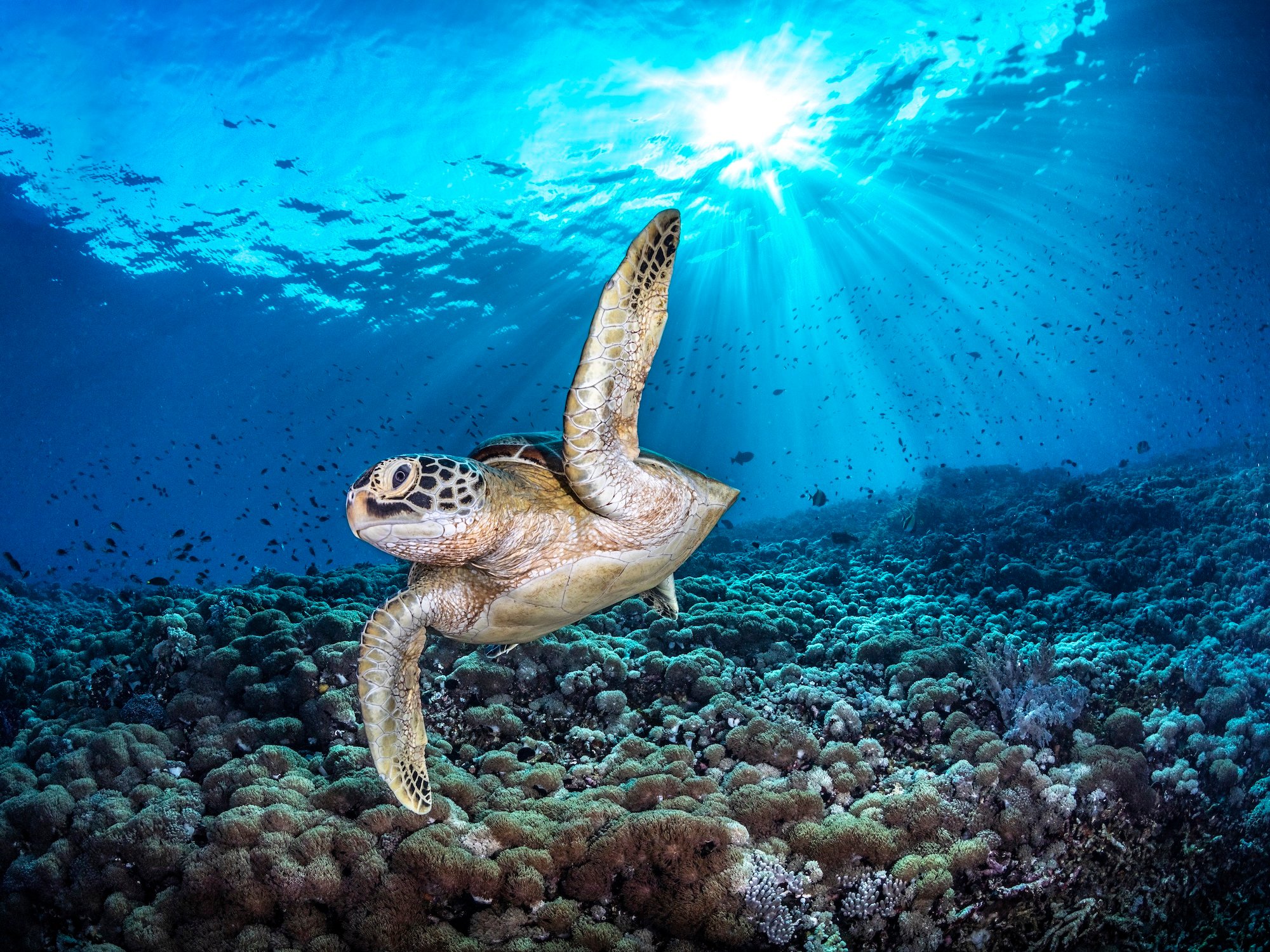 A green turtle approaches the camera