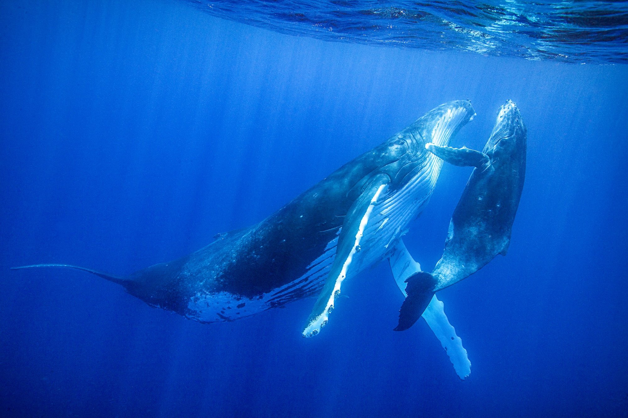 A mother humpback whale and her calf