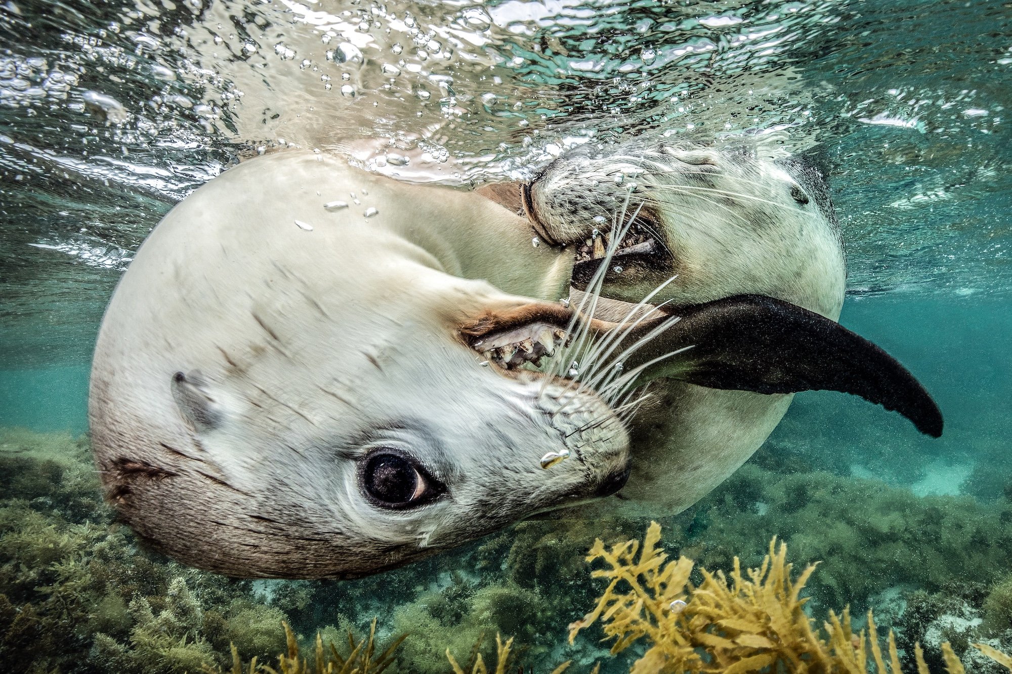16 splashy and spectacular images from the 2026 Ocean Photographer of the Year awards