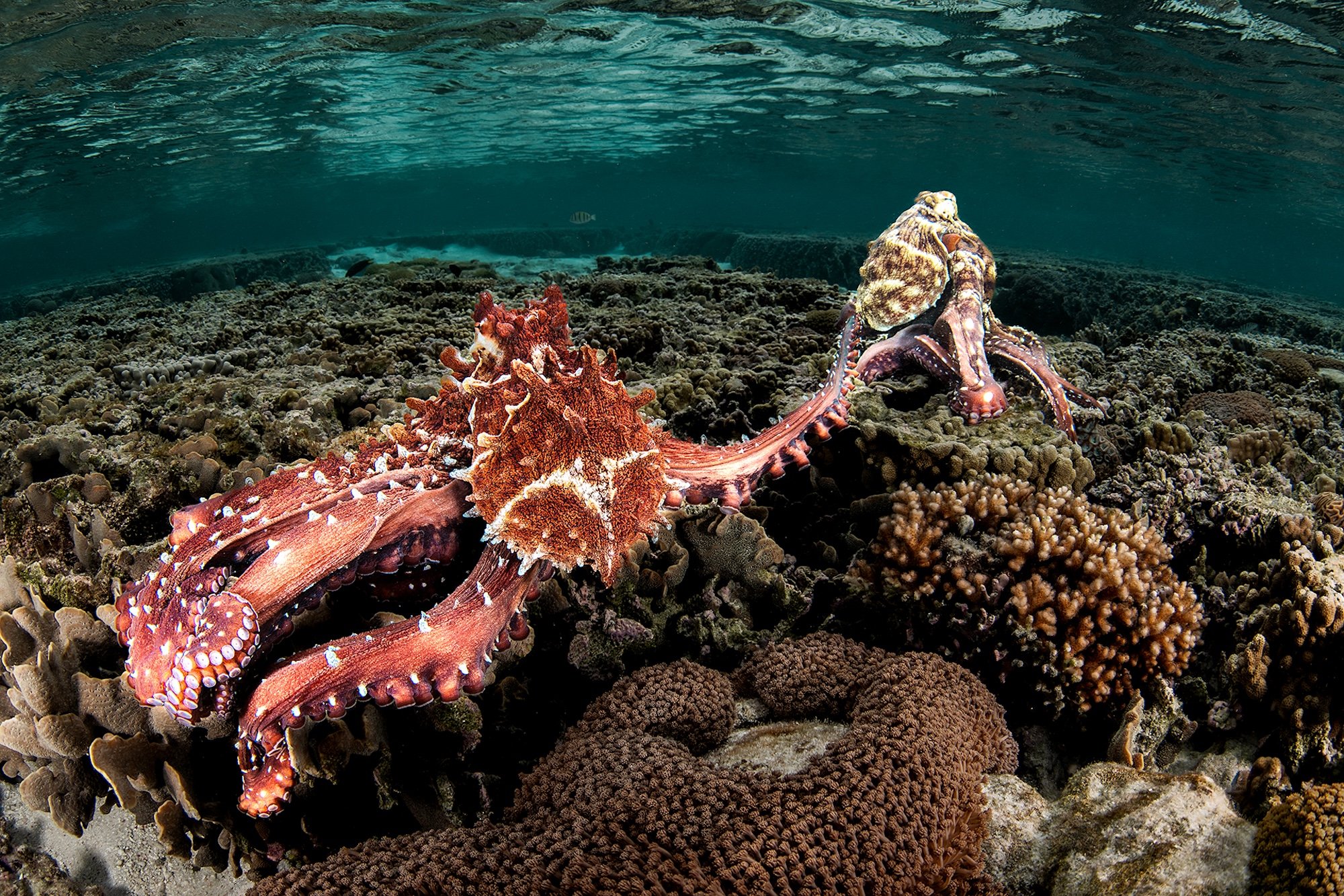 two octopuses during courtship