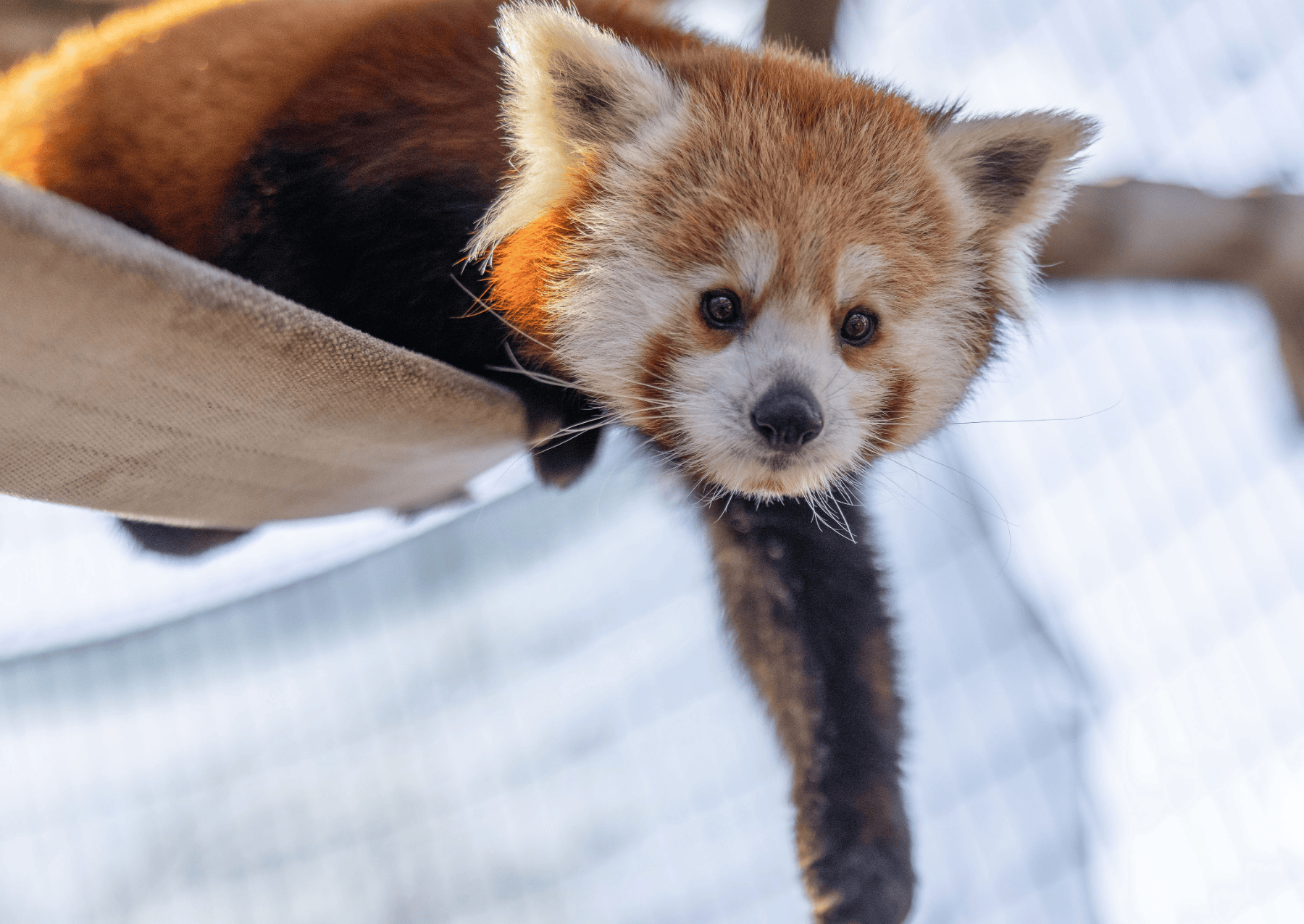 a red panda on a brown swing with its leg down