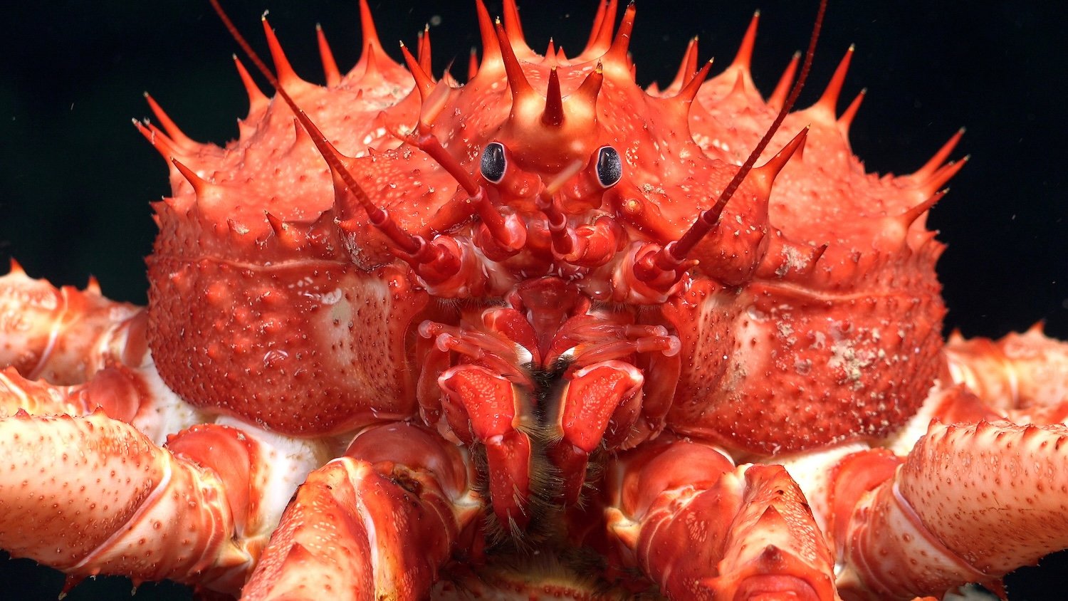 A king crab (Lithodes genus) crawls across the seafloor at a depth of 1,083 meters. Top predators in deep-sea environments, researchers documented these crabs while searching for bubble streams associated with unexplored cold seeps. Photo credit: ROV SuBastian / Schmidt Ocean Institute Usage: Available via creative commons Attribution-NonCommercial-ShareAlike CC BY-NC-SA https://creativecommons.org/licenses/by-nc-sa/4.0/