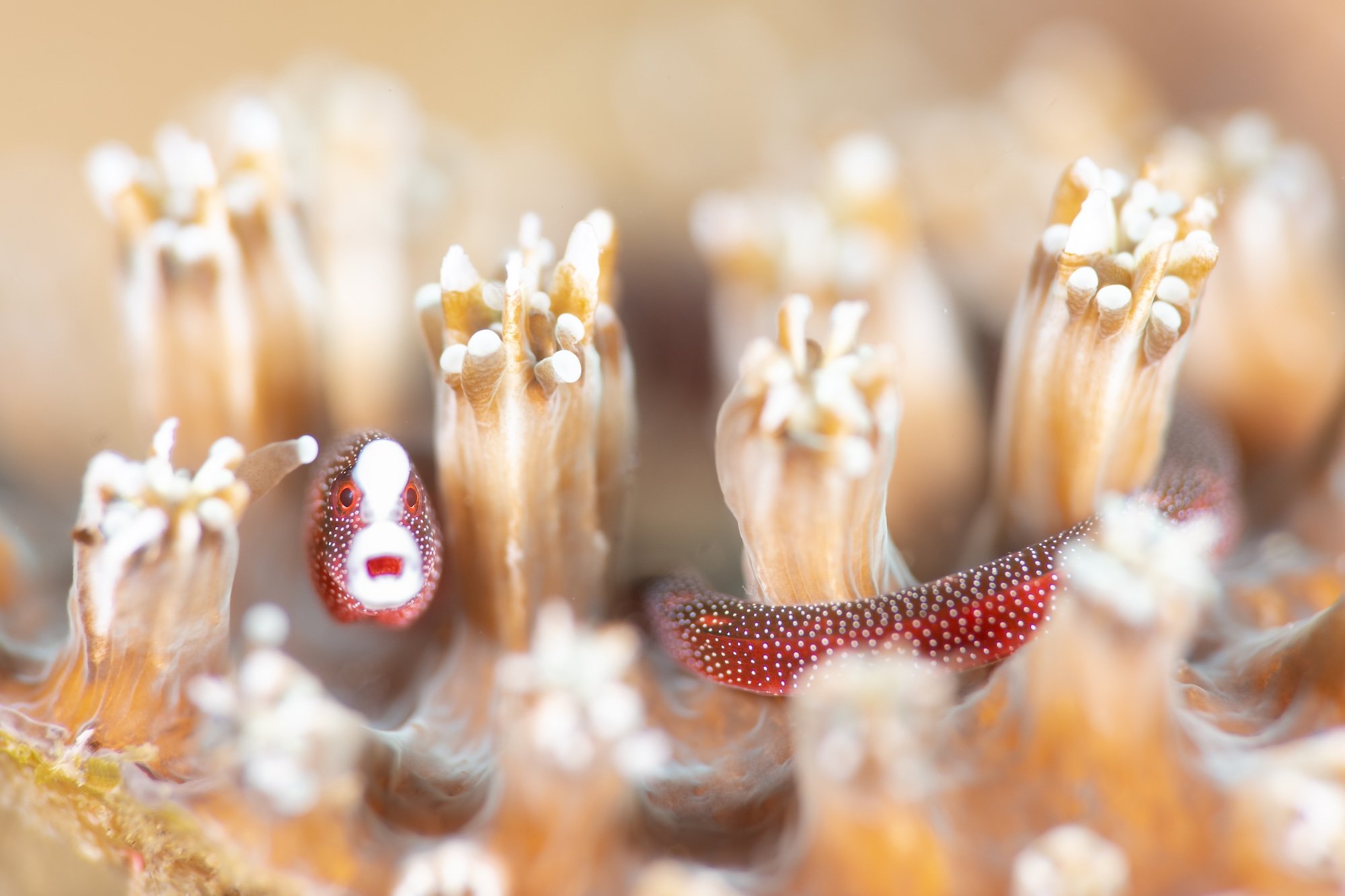 A Braun’s pughead pipefish peers from between coral polyps