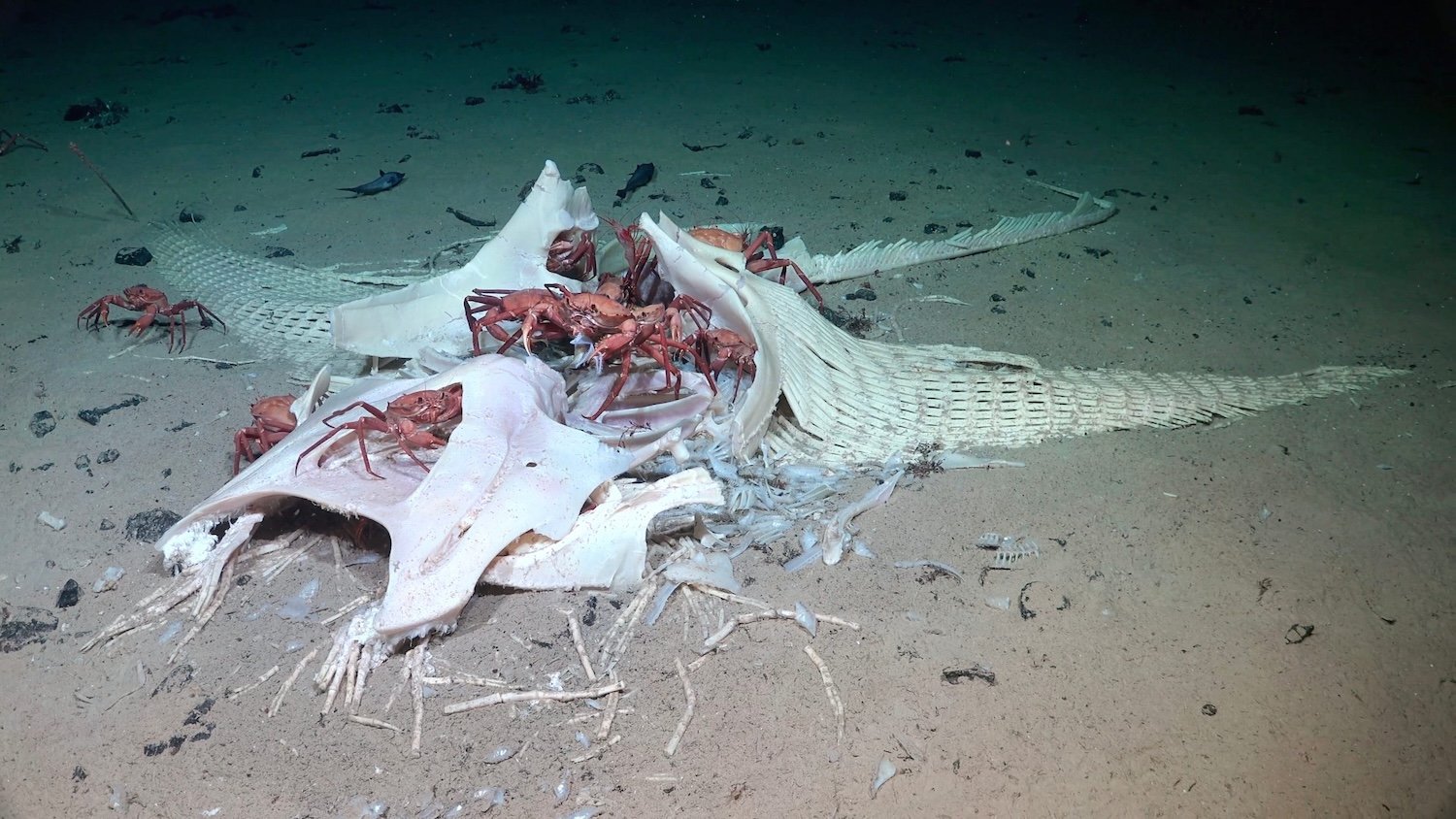 The science team encountered this rare manta ray (Mobula) fall at 1,025 meters depth off the coast of Trinidad and Tobago. When animals die in the Ocean, their bodies often sink to the seafloor, creating a rich food buffet that feeds hundreds of deep-sea species in an often food-scarce environment.