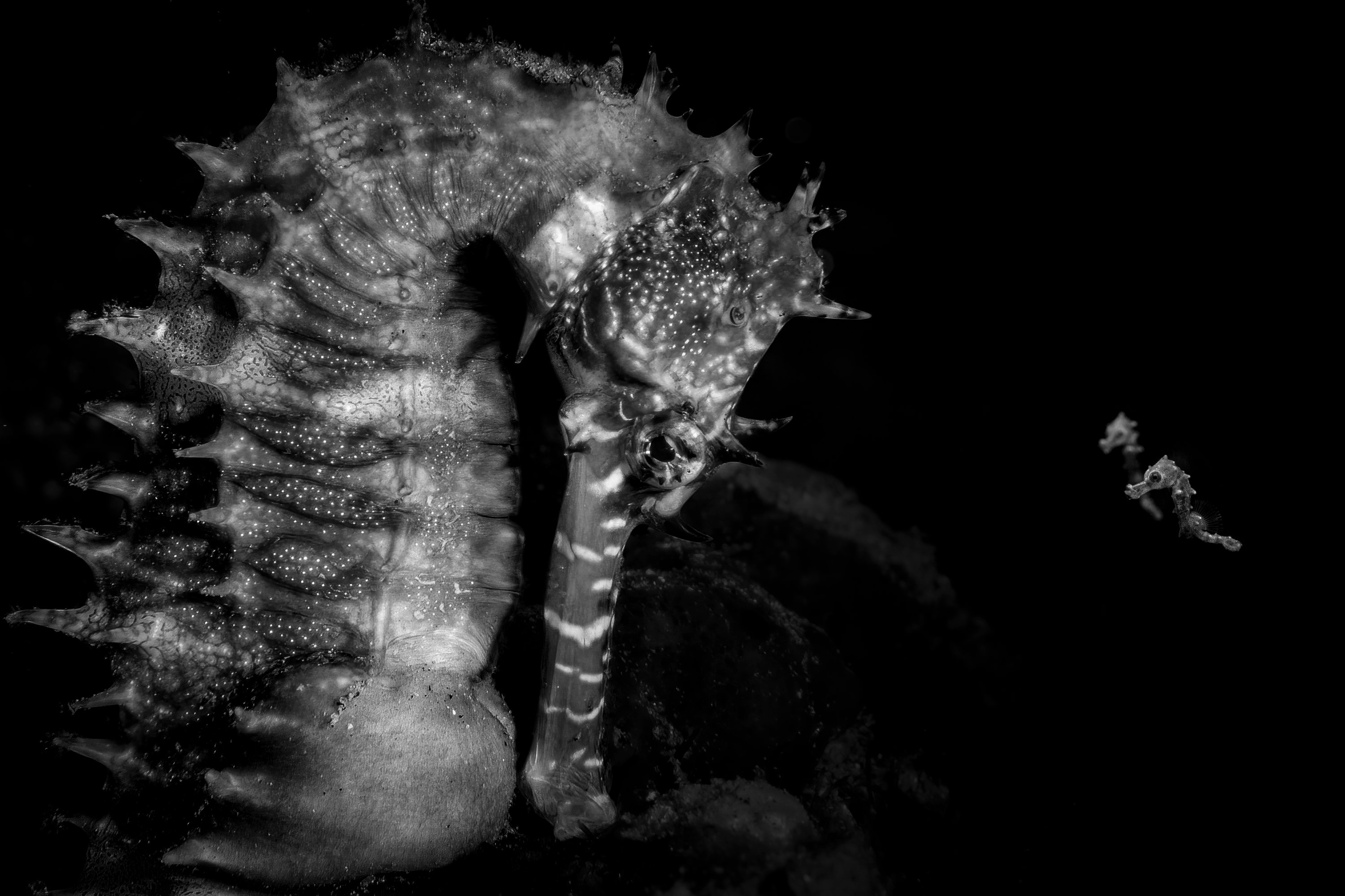 an adult seahorse alongside two juveniles