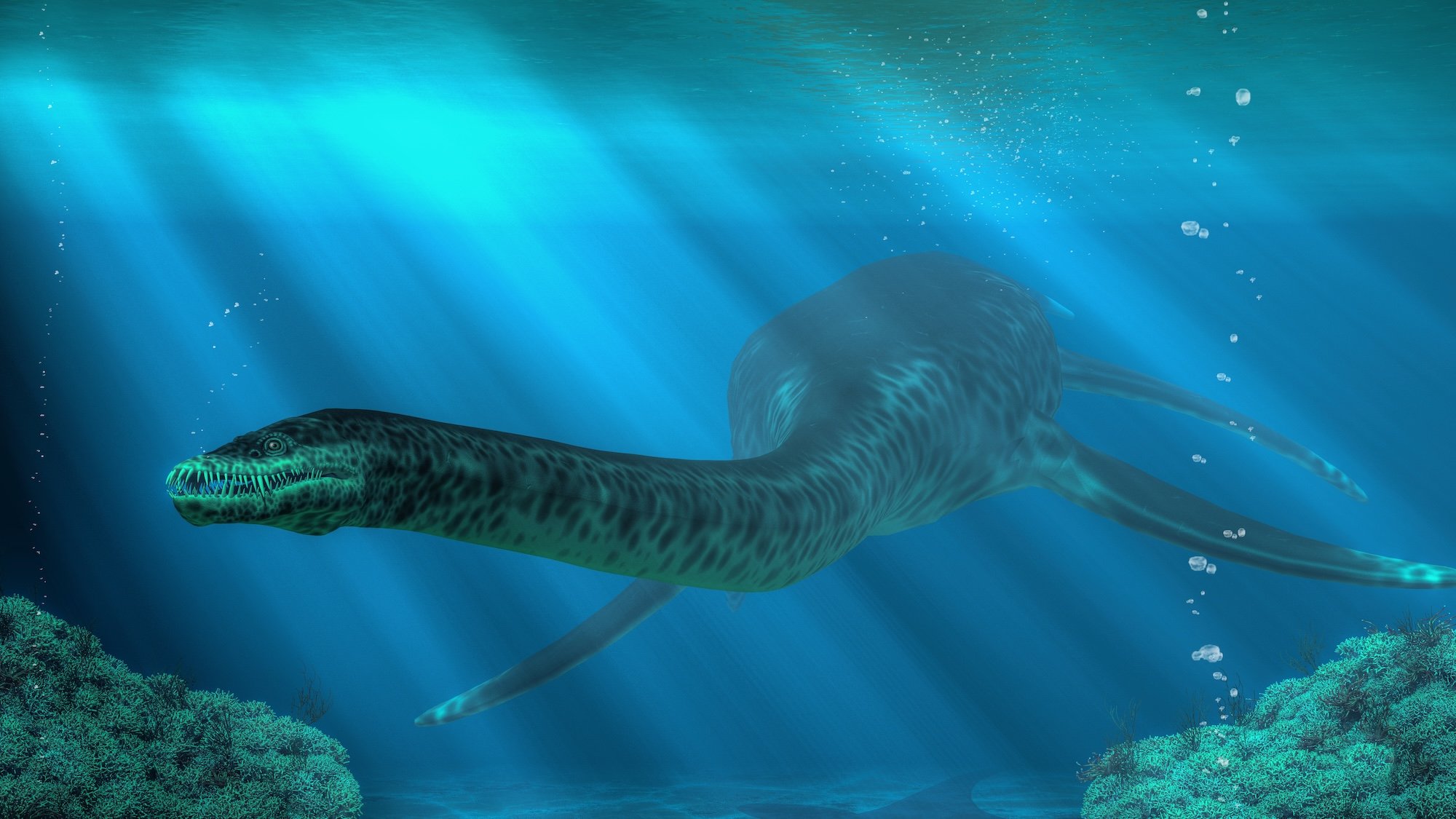 Art rendering of plesiosaur swimming underwater in an ocean