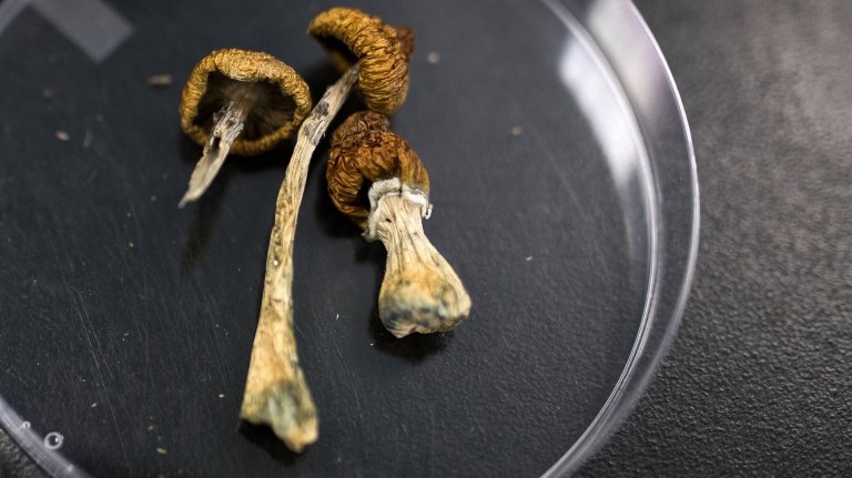 Dried Psilocybe mushrooms on an agar plate. Photographer: James MacDonald/Bloomberg