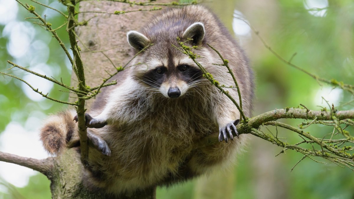 It’s almost time to airdrop rabies vaccines again