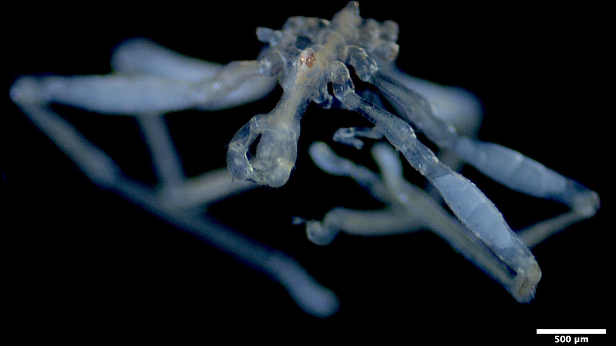 Close up of sea spider with red eyes