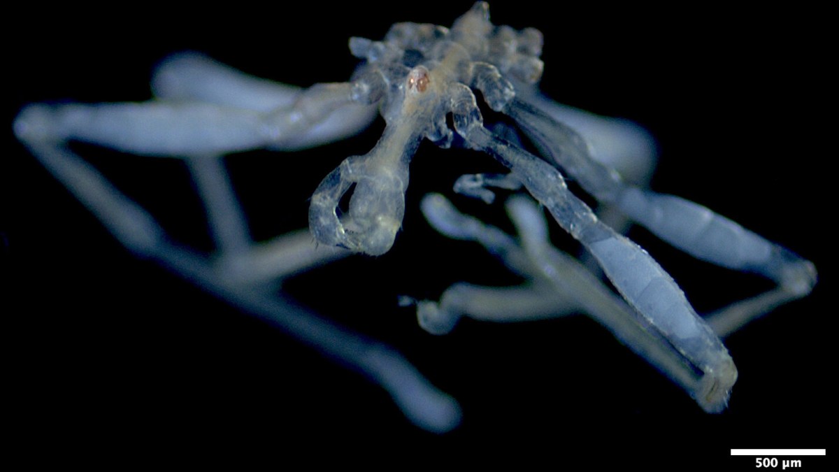 Sea spider with hairy feet, three lips, and red eyes found in Canada
