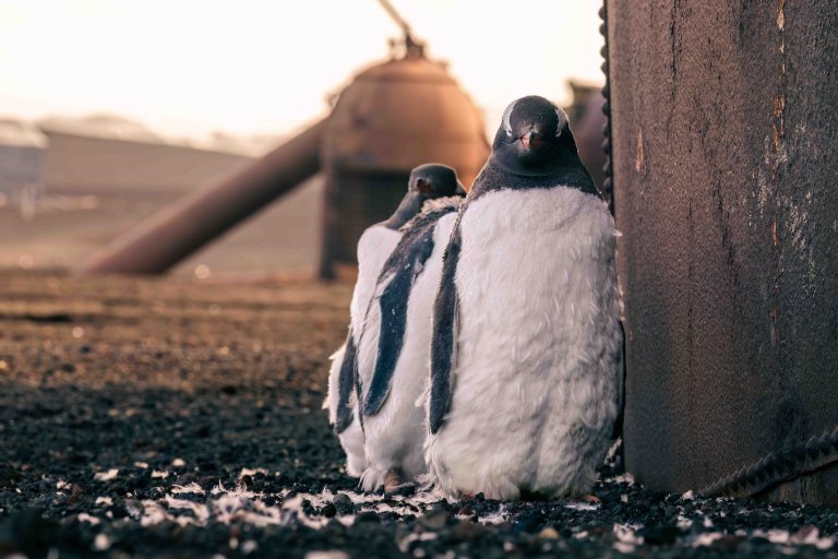 penguins in front of structures