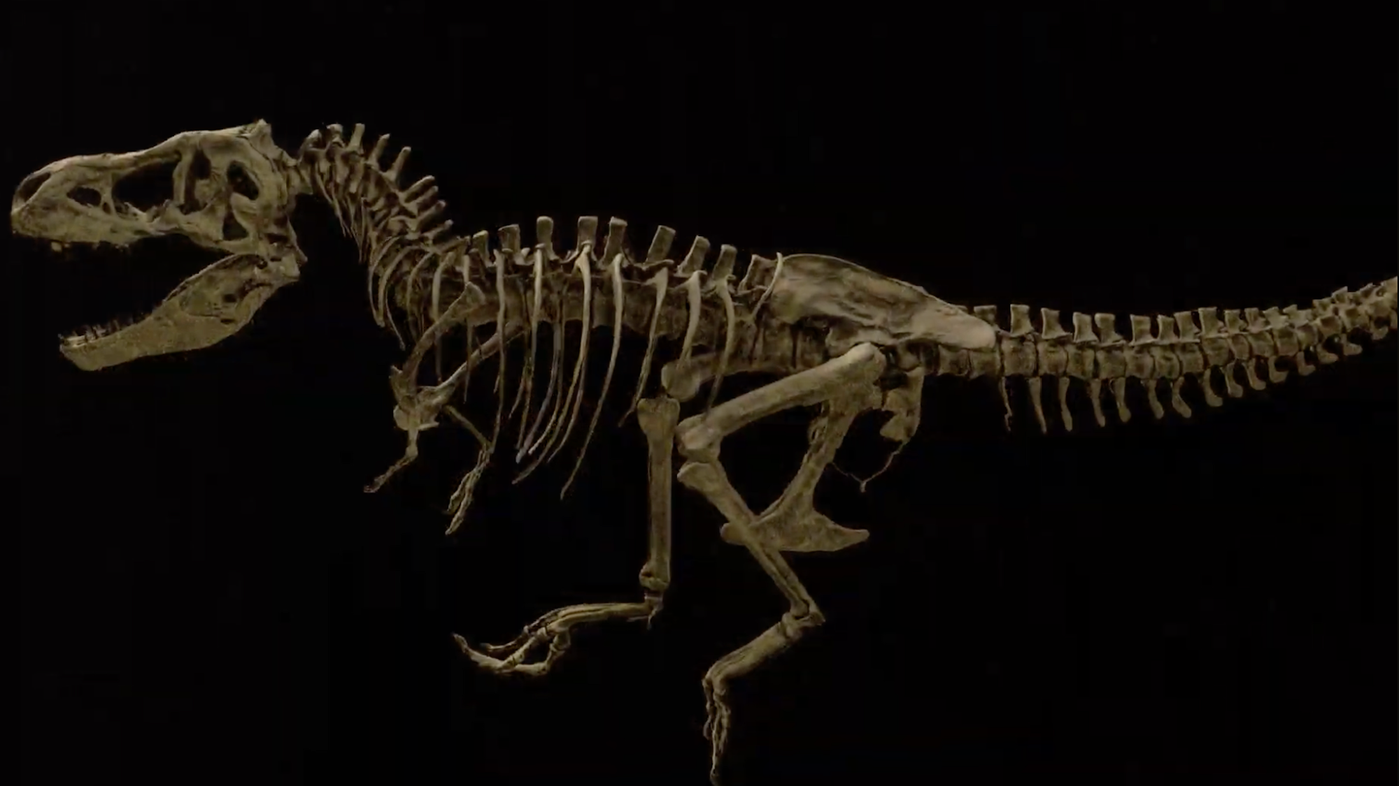 Scotty the T. rex slowly decomposed in a salty marsh, which allowed for unprecedented preservation.