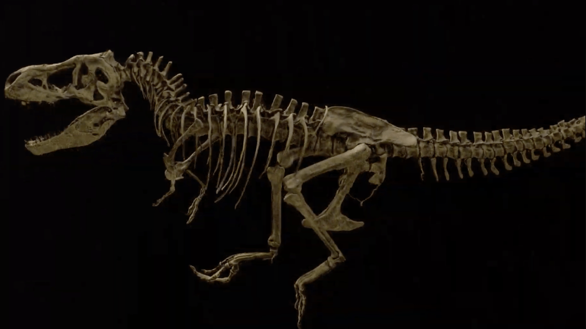 Fossilized tissue reveals largest known T. rex died from broken rib