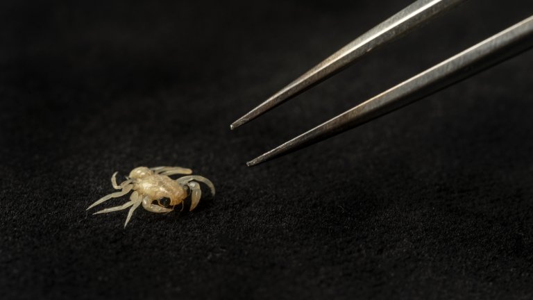 Tiny megalopae crab specimen seen next to tweezers on black background