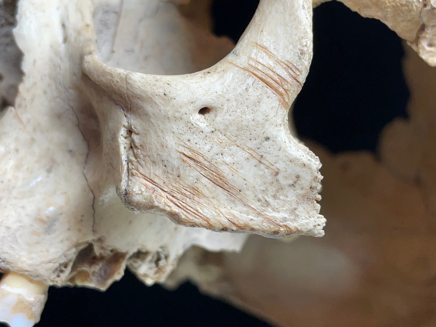 Cut marks are visible on the zygomatic bone of an adult skull from Majolicas cave. Credit: Antonio Rodríguez-Hidalgo / IAM-CSIC