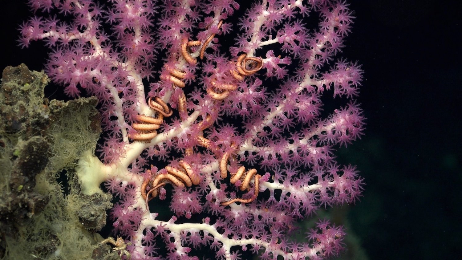 Symbiotic brittle stars cling to a deep-sea coral off the coast of Trinidad and Tobago. A research team led by marine biologist Dr. Diva Amon (SpeSeas), composed largely of Trinbagonian scientists, surveyed the island nation's deep-water territory to document rare ecosystems and guide local conservation efforts.