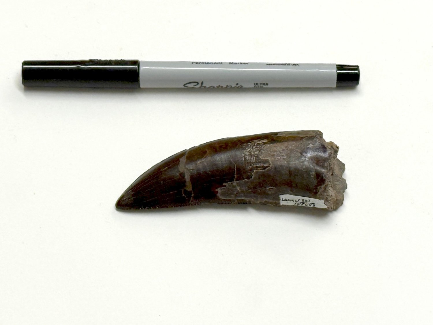 Fossilized T. rex tooth next to Sharpie for size reference