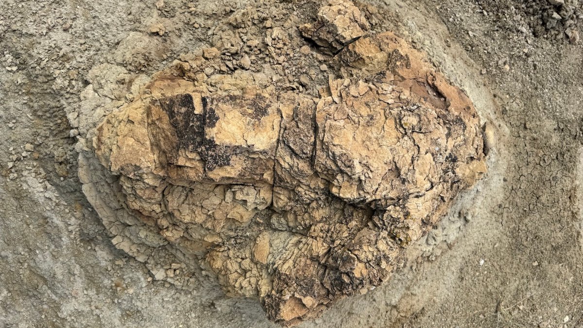 Paleontologists discover first adult ‘T. rex’ footpath