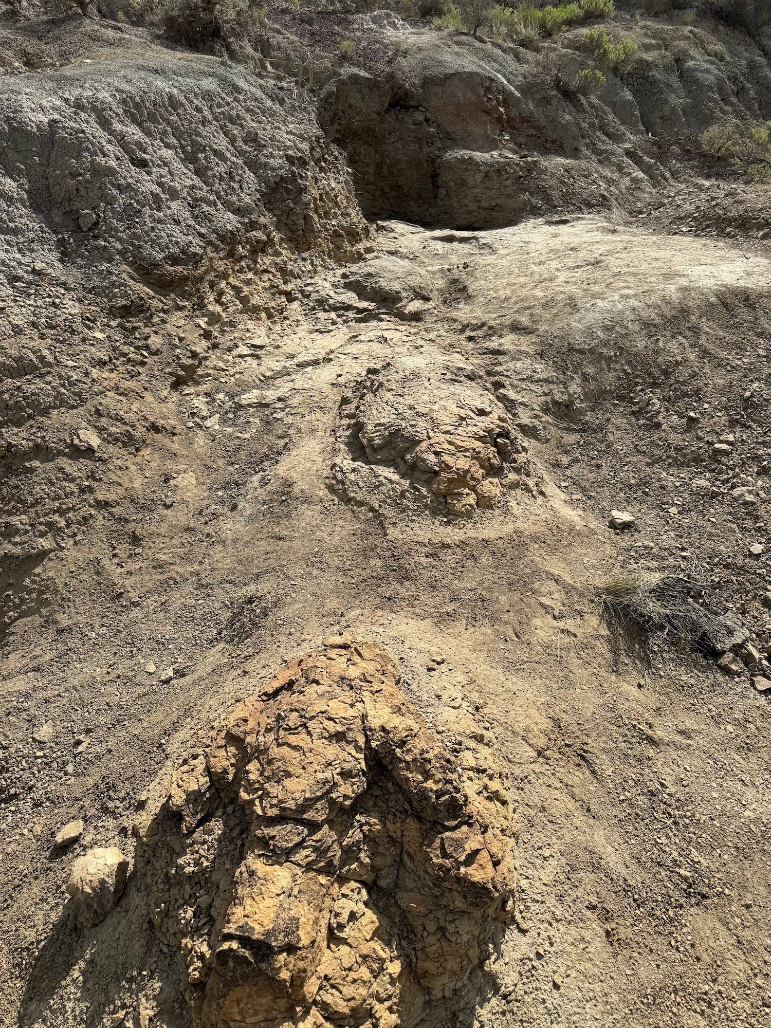 Fossilized T. rex tracks in North Dakota