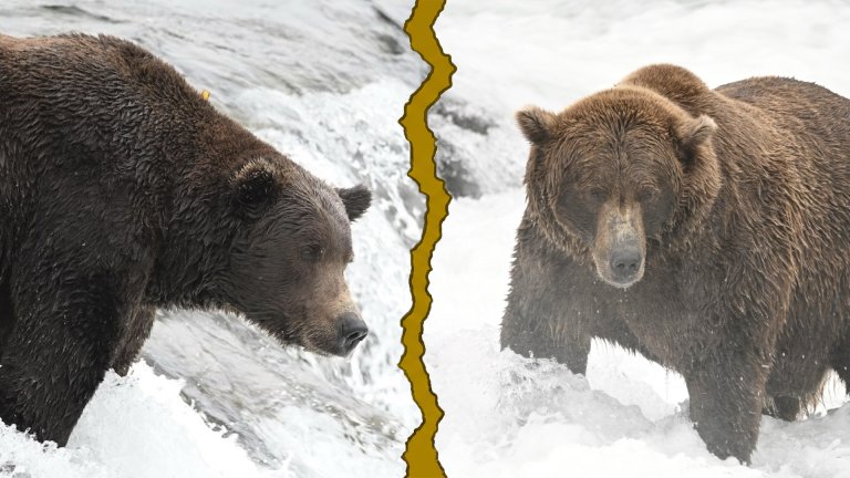 two large brown bears