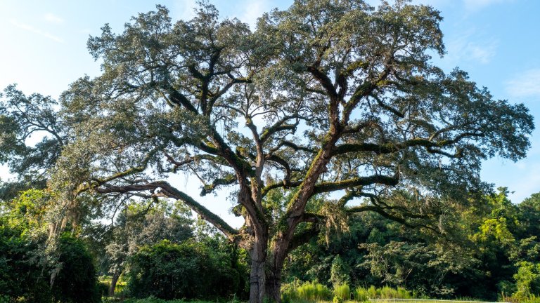 Witness tree in Eutaw Springs, South Carolina