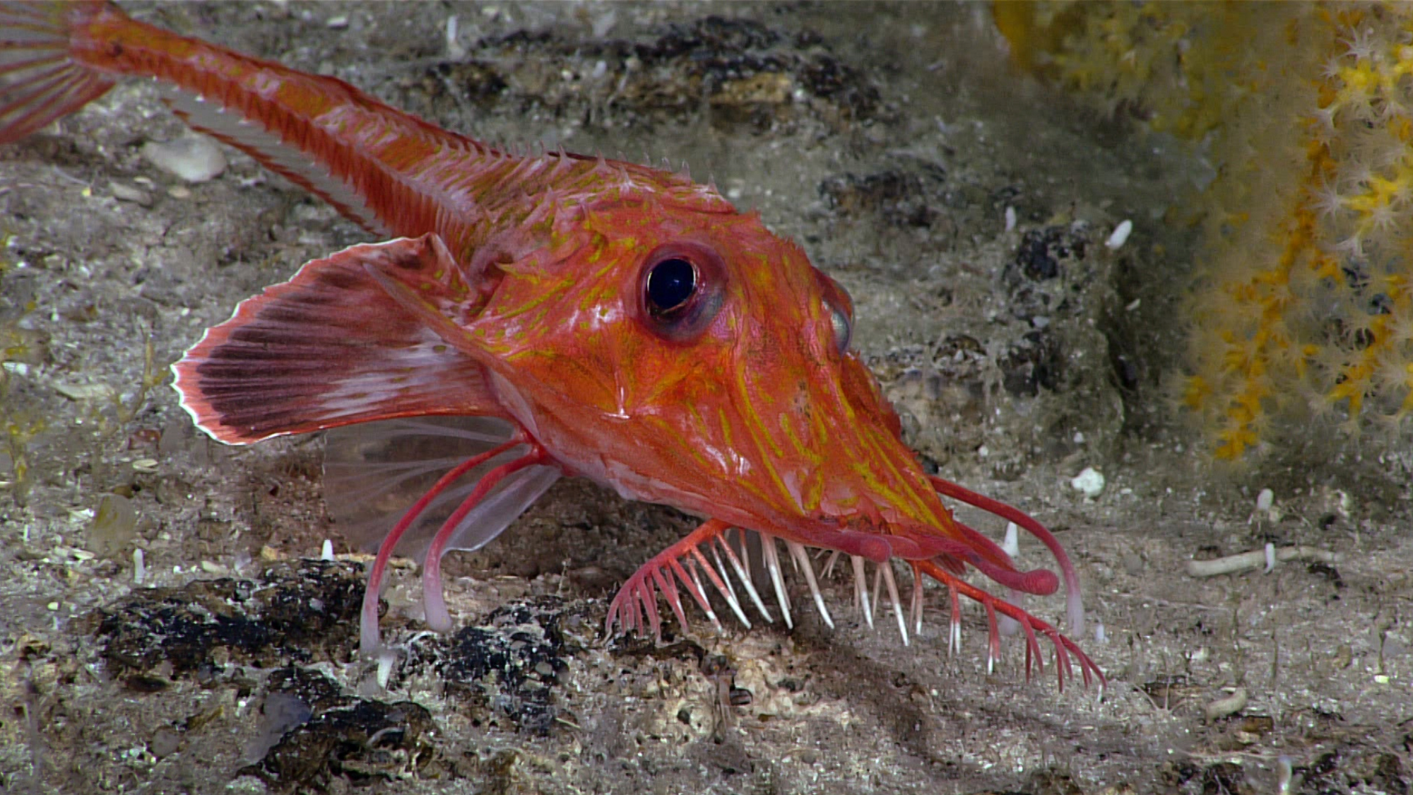 a red fish with a big black eye and spines on its snout