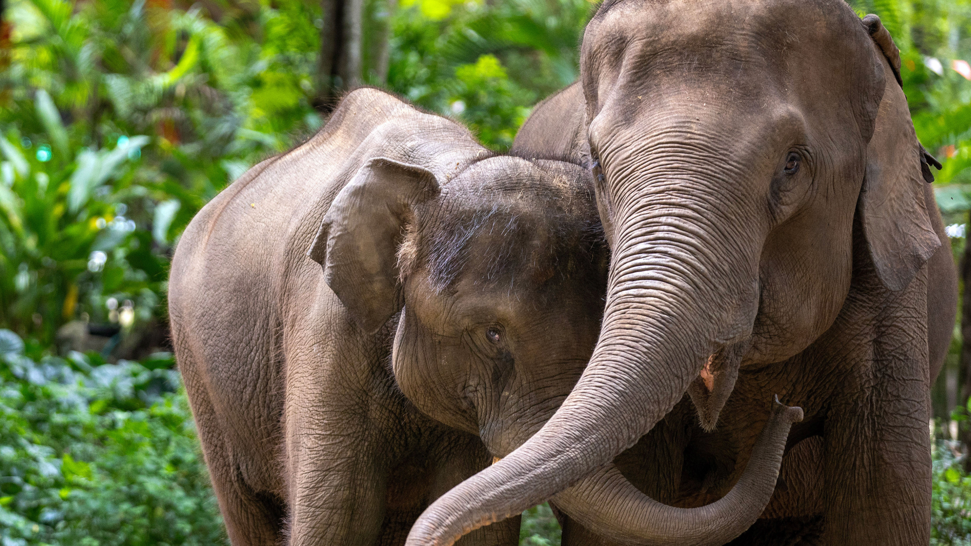 Smart elephants can look before they leap