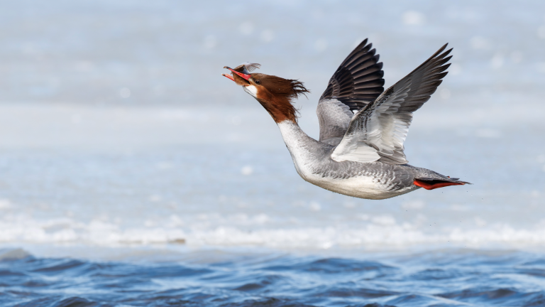 a bird with white and black feathers flies over the water with a fish in its beak