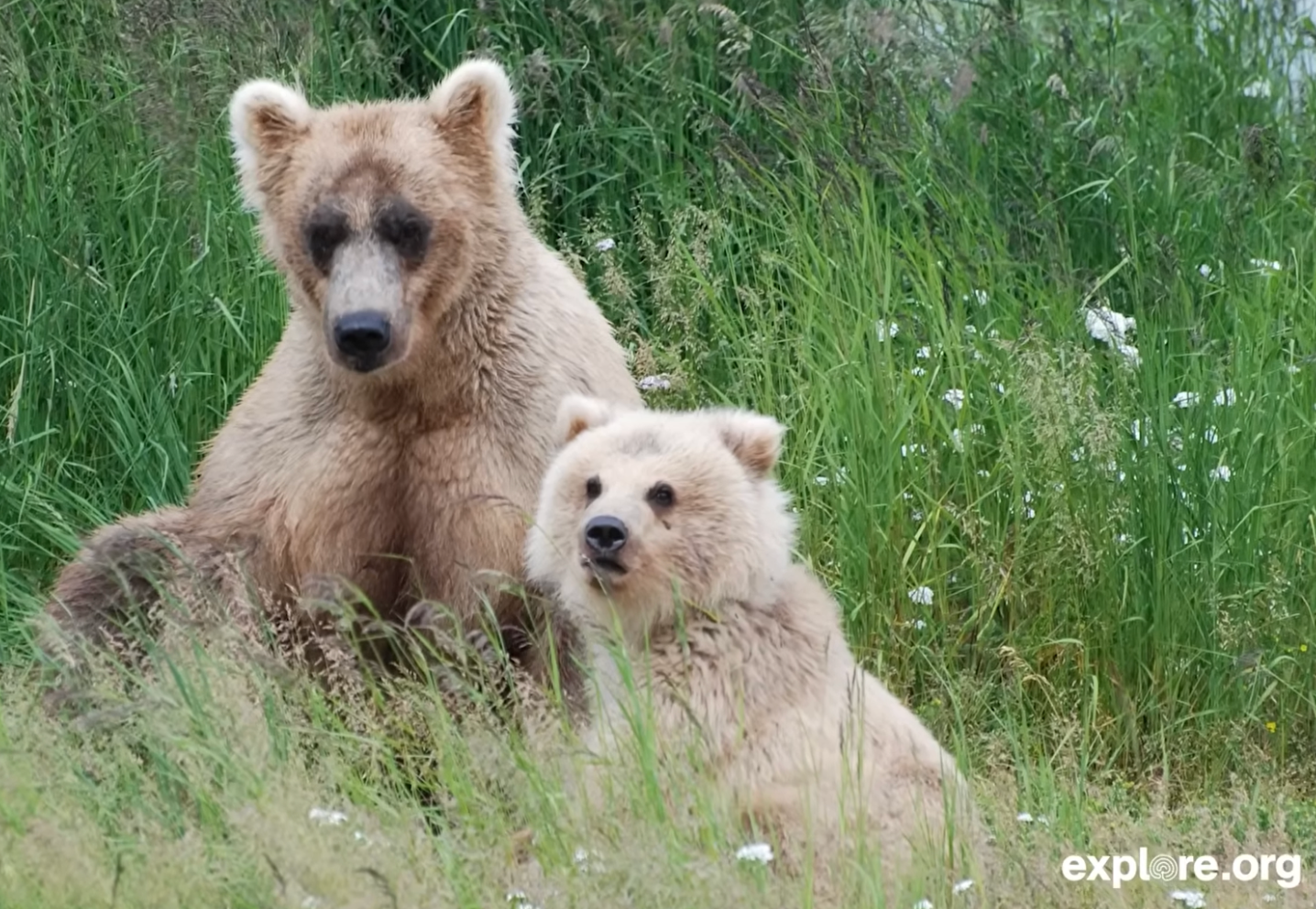 a bear and her cubs