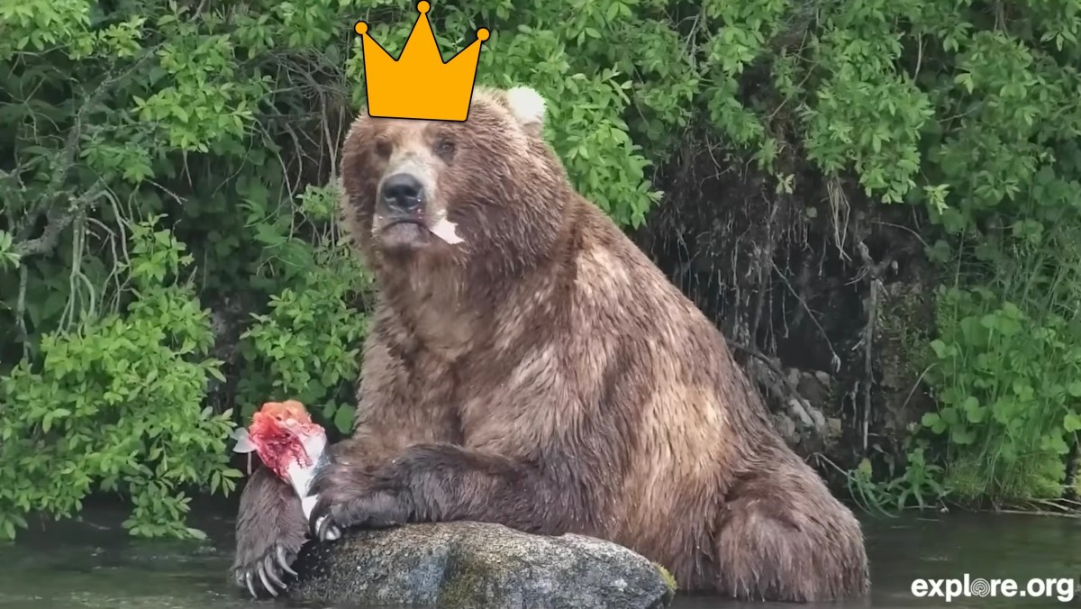 Bear #89 (Backpack) wins Fat Bear Week 2026