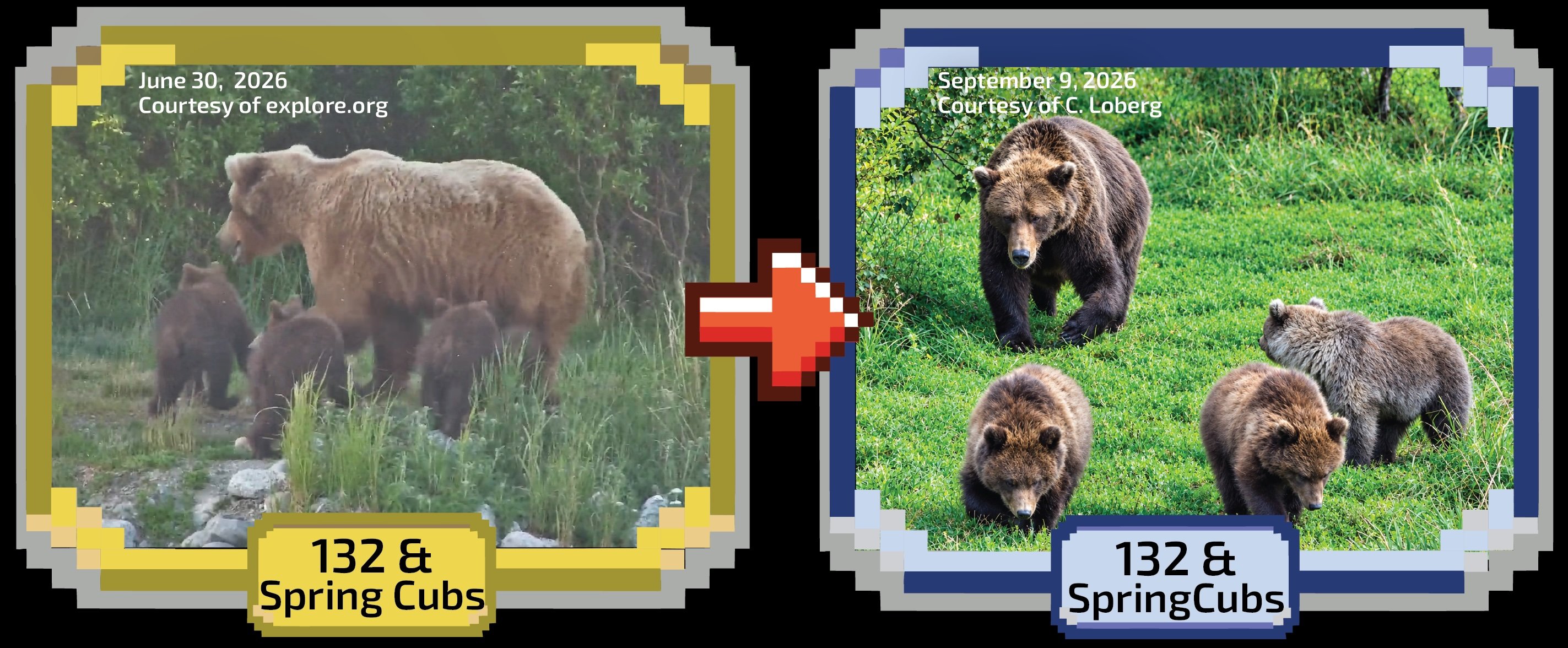 bear 132 before and after